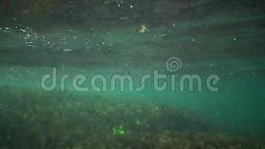 水下岩石上的绿藻和褐藻，保加利亚黑海沿岸带的白藻